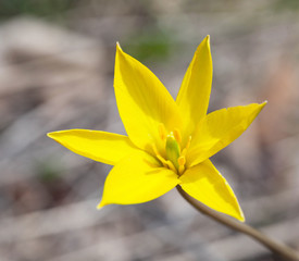 Yellow flower steppe tulip, macro