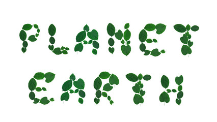 Ecology concept made from green leaves.