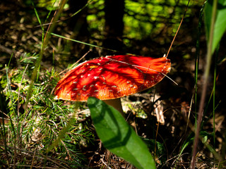 fly agaric mushroom