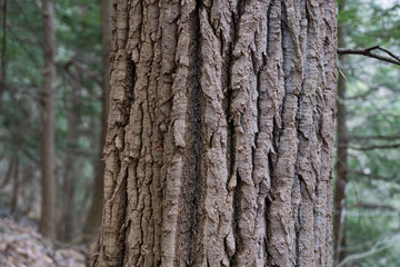 Patterns and texures in tree bark