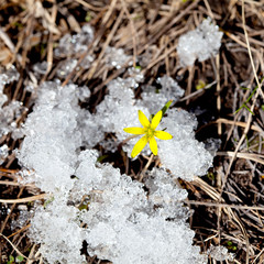 Yellow spring flower in the snow