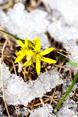 Yellow spring flower in the snow