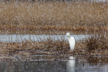 The great egret (Ardea alba), also known as the common egret, large egret, or great white egret or great white heron, standing still in the reed beed near the lake and brush its feathers.