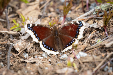 Camberwell Beauty (Nymphalis antiopa) butterfly is also called the Mourning Cloak on the ground. Early butterfly in Finnish spring season.