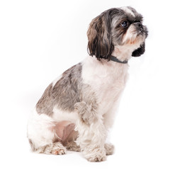White-gray shih tzu lying on a chair on a white background