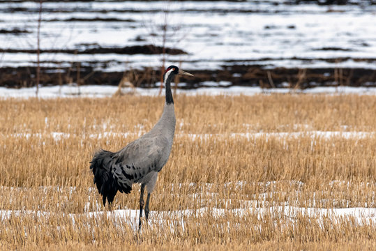 Common Crane standing still on the Finnish field on spring time. A little of snow and ice.