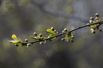 Branch of an apple-tree