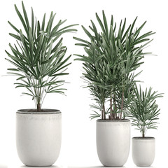 rhapis excelsa palm in a white pot isolated on white background