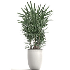 rhapis excelsa palm in a white pot isolated on white background