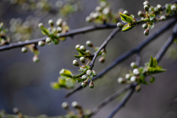 Apple-tree ready to bloom