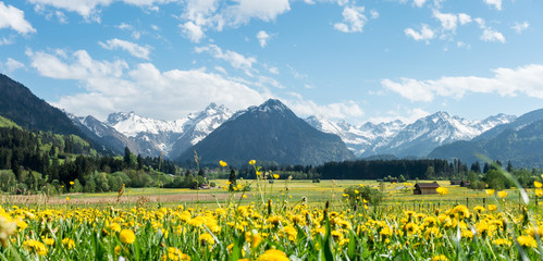 Yellow flower meadow with snow covered mountains and traditional wooden barns. Bavaria, Alps, Allgau, Germany.
