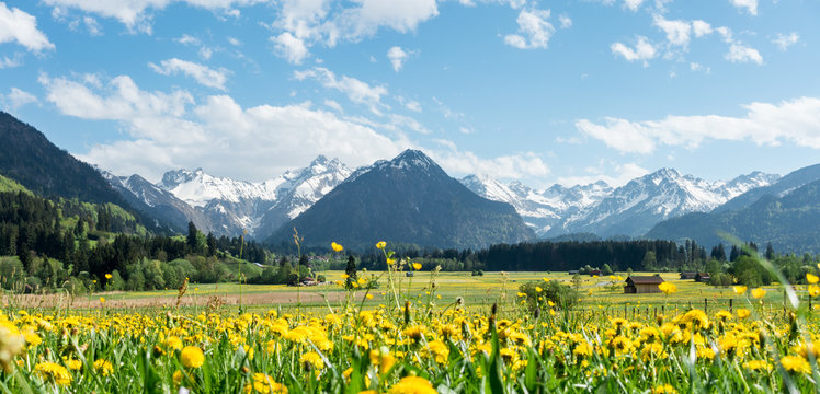 Yellow flower meadow with snow covered mountains and traditional wooden barns. Bavaria, Alps, Allgau, Germany.