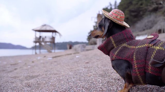 Dachshund in plaid coat and wid brimmed straw hat stands on beach and looks around, side view, seascape with mountain and rescue tower on blurred background. Dog in warm clothes on cloudy day at sea.