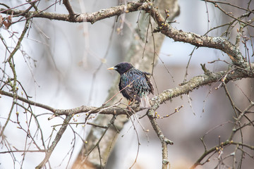 A springtime starling