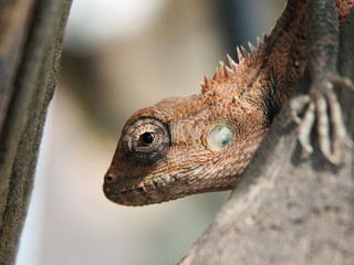 close up of a lizard