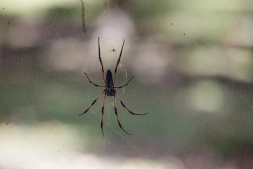 spider on the web in forest blurred background 