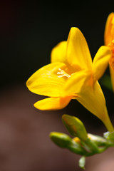 Yellow freesia flower with a blurred background.
