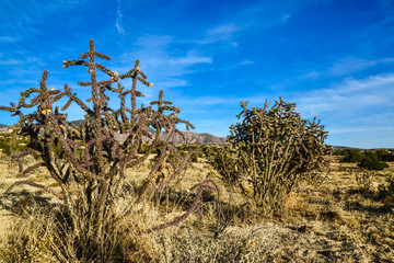 Cacti (Cylindropuntia versicolor) Prickly cylindropuntia with yellow fruits with seeds. New Mexico,...