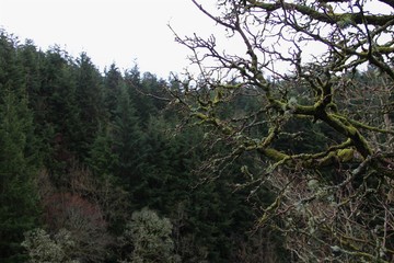 bare branched mossy tree with forest background