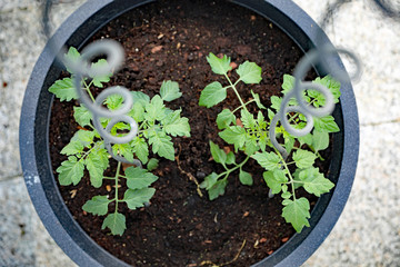 Zwei junge Tomaten