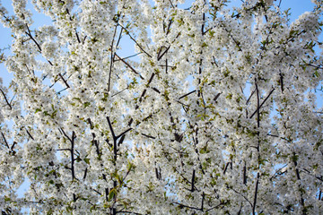 background of branches of a blossoming tree against the sky