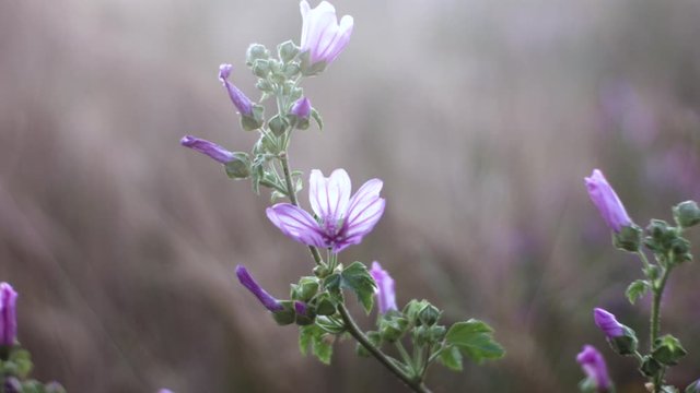 Mallow flowers in a meadow with a nice backlight (malva sylvestris)