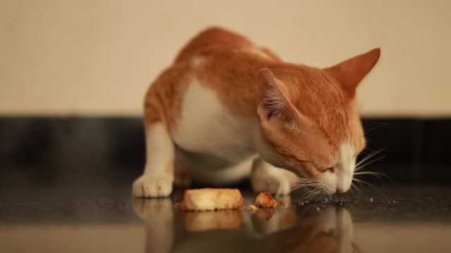 red and white cat eats from a floor of rusk food