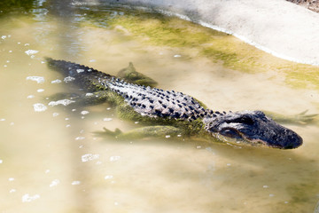 this is a young allogator