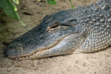 this is a close up of an alligator
