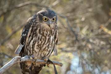 the barking owl is staring looking for predators