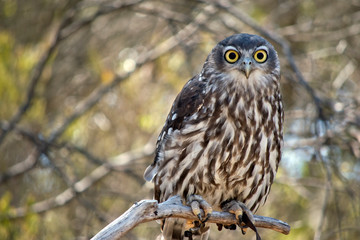 he barking owl is staring looking for predators
