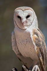this is a close up of a barn owl