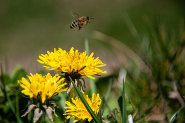 Dandelions in the grass with a friendly bee