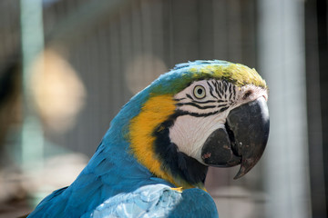 this is a close up of a blue and gold macaw