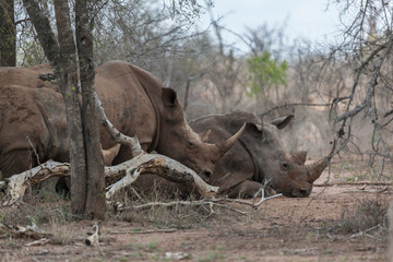 Rhinos resting in bushes close up hlane national park