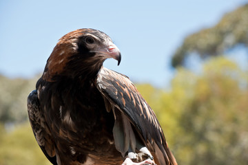 this is a close up of a black breasted buzzard