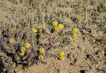 (Cylindropuntia versicolor) Prickly cylindropuntia with yellow fruits with seeds. Arizona cacti, USA