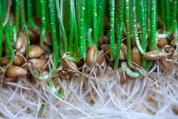 fresh green wheat sprouts,health concept