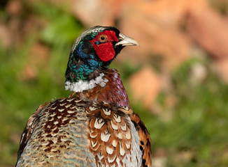 pheasant male in the grass