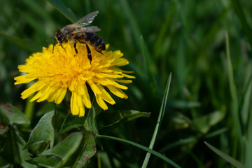 Close up of honey bee collecting nectar from yellow flower