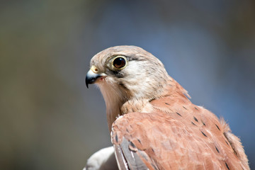 this is a close up of an Australian nankeen kestrel