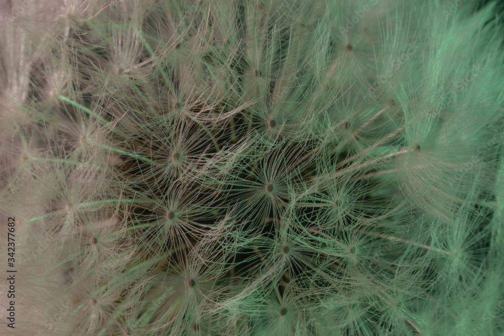 Poster close up beautiful dandelion flower color light background pattern texture. macro photography view.