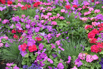 Plate-bande de pétunias en été