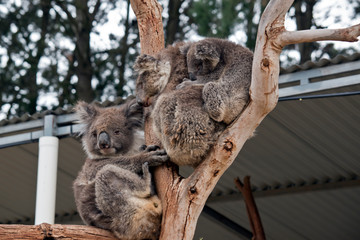 the three koalas are on the same tree