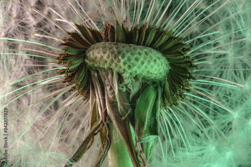 Poster close up beautiful dandelion flower color light background pattern texture. macro photography view.