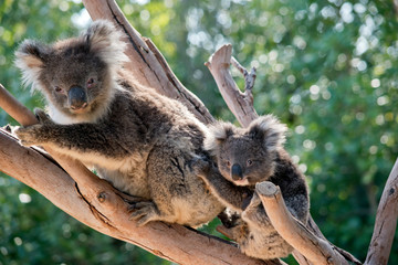 the koala and joey are in a tree