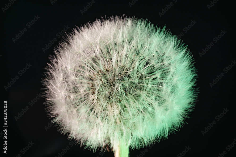 Poster close up beautiful dandelion flower color light background pattern texture. macro photography view.