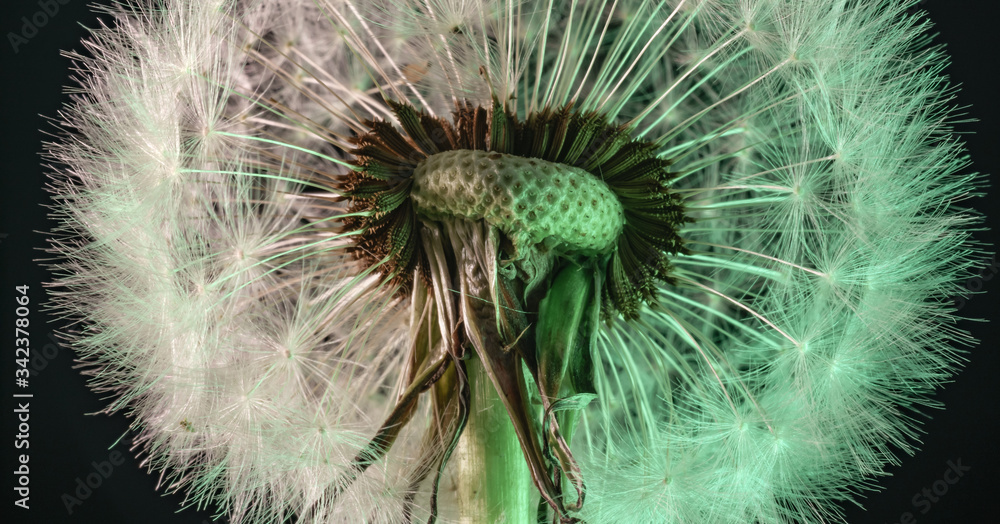 Poster close up beautiful dandelion flower color light background pattern texture. macro photography view.