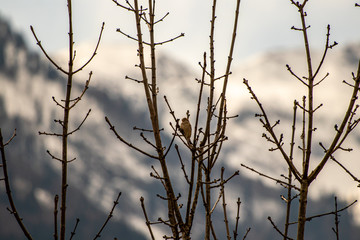 Female house sparrow sitting on branch