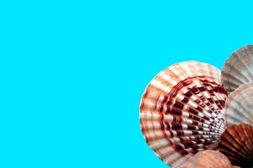 sea shells background
